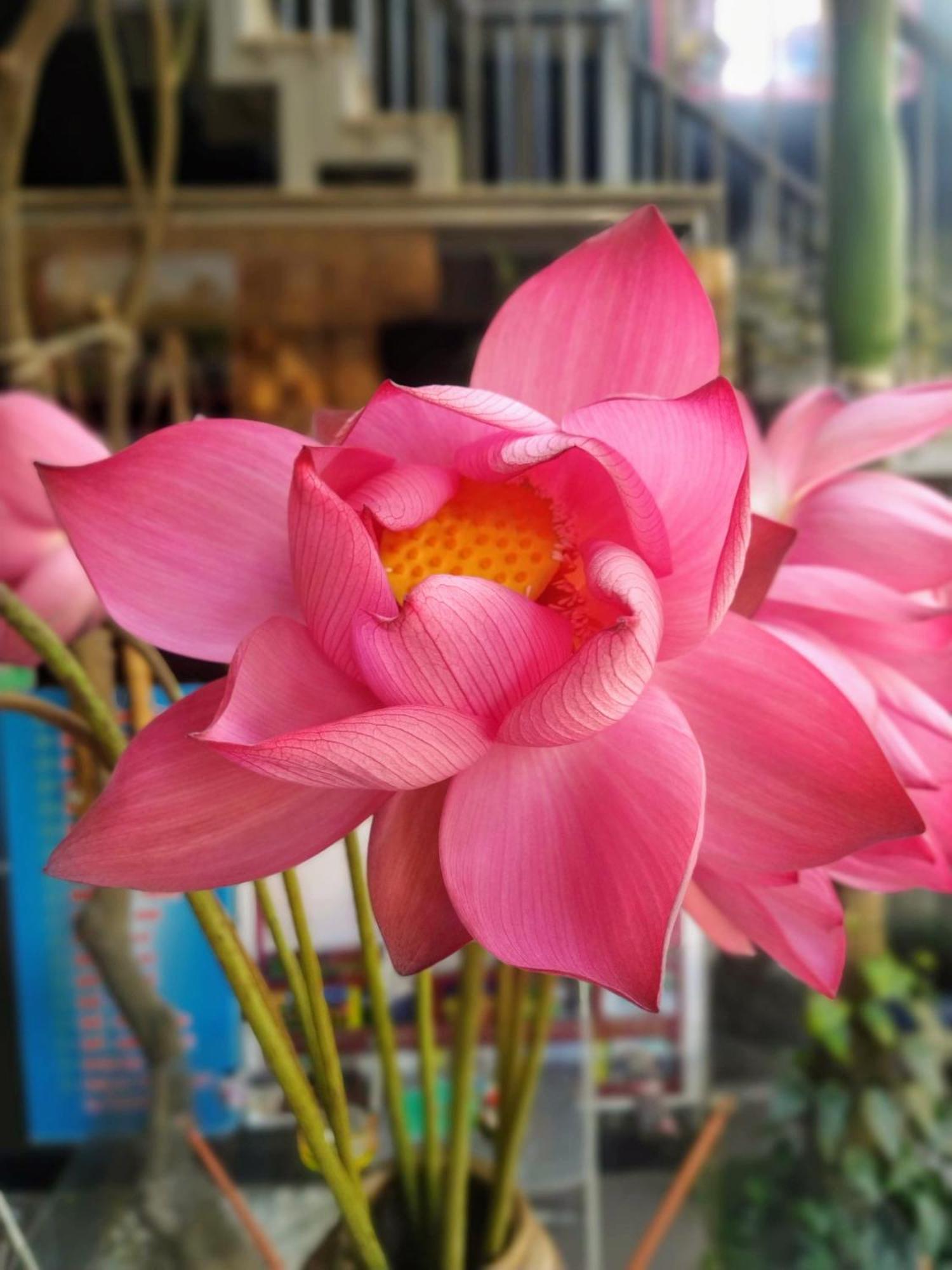 Q' Homestay Garden Villa Hue Exterior photo